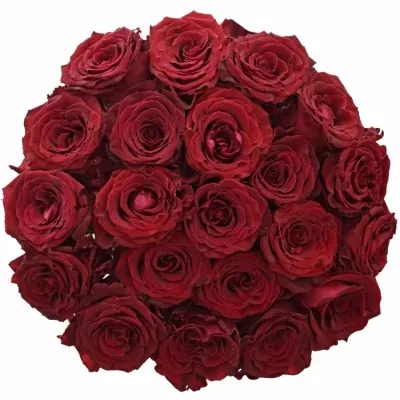 Kytice 21 červených růží ABBA 40cm