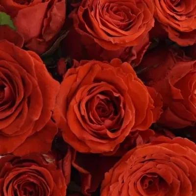 Kytice 21 červených růží BRIGHT TORCH