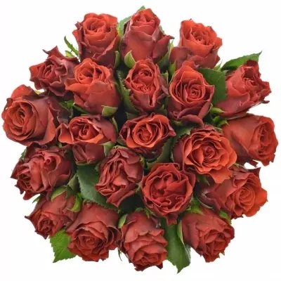 Kytice 21 červených růží EL TORO 30cm