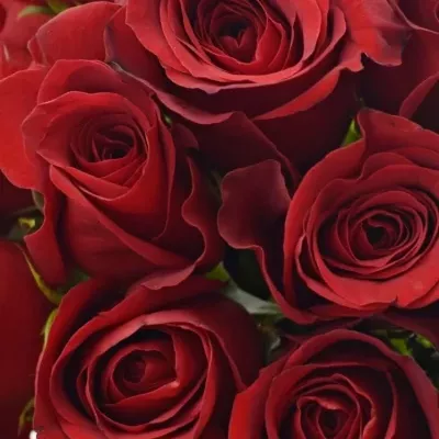 Kytice 21 červených růží FREEDOM 40cm