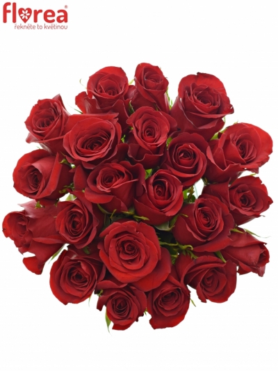 Kytice 21 červených růží  FREEDOM 70cm