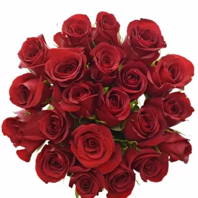Jednodruhová kytice 21 červených růží FREEDOM 80 cm