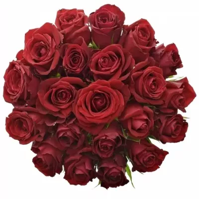 Kytice 21 červených růží FURIOSA 70cm