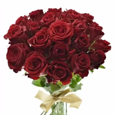 Kytice 21 červených růží FURIOSA 35cm
