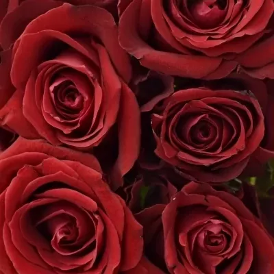 Kytice 21 červených růží FURIOSA 35cm