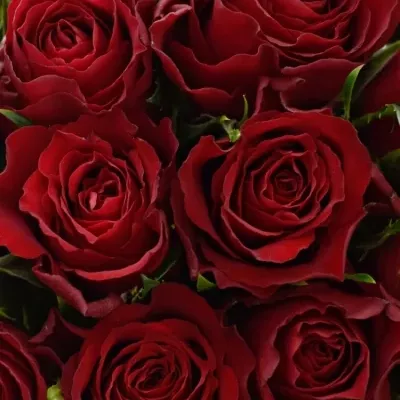 Kytice 21 červených růží MANDY 40cm