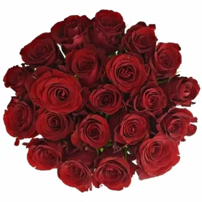 Kytice 21 červených růží MILLION REASONS 50cm