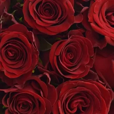 Kytice 21 červených růží MILLION REASONS