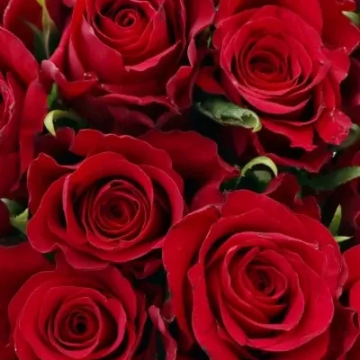 Kytice 21 červených růží NATURES RED