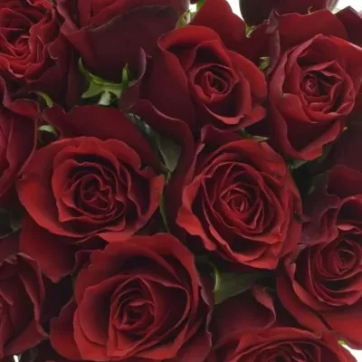 Kytice 21 červených růží PRESTIGE 35cm