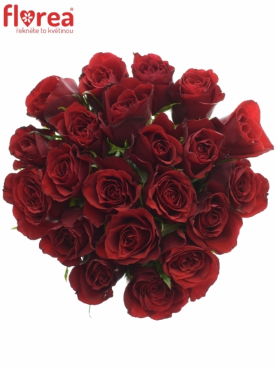 Kytice 21 rudých růží PRESTIGE 50cm