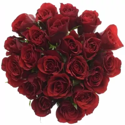 Kytice 21 rudých růží PRESTIGE 60cm