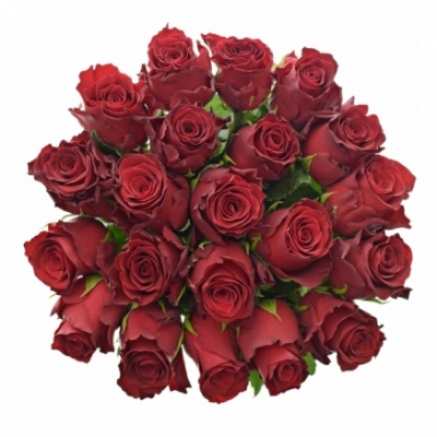 Jednodruhová kytice 21 červených růží RED BENTLEY 90 cm