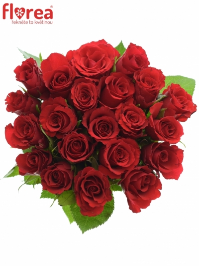 Kytice 21 červených růží RED CALYPSO 50cm