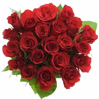 Jednodruhová kytice 21 červených růží RED CALYPSO 70 cm