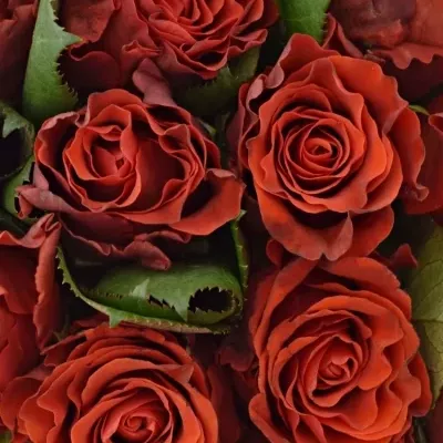 Kytice 21 červených růží RED CORVETTE