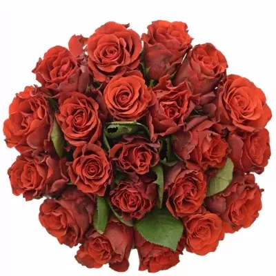 Kytice 21 červených růží RED CORVETTE 50cm