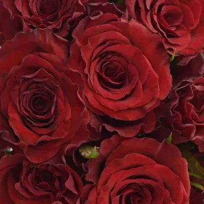 Kytice 21 červených růží RED DRAGON 50cm