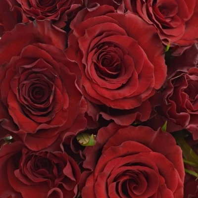 Kytice 21 červených růží RED MOUNTAIN