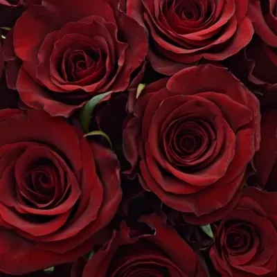 Kytice 21 červených růží RED PARIS 50cm