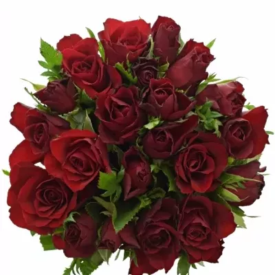 Kytice 21 červených růží RHYTHM 70cm