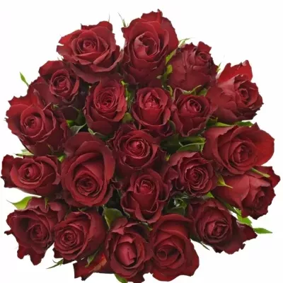 Kytice 21 červených růží SAMOURAI 80cm