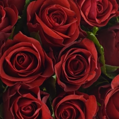 Kytice 21 červených růží SIMPLY RED