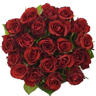 Jednodruhová kytice 21 červených růží SIMPLY RED 70 cm
