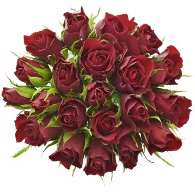 Kytice 21 červených růží VALENTINO 40cm