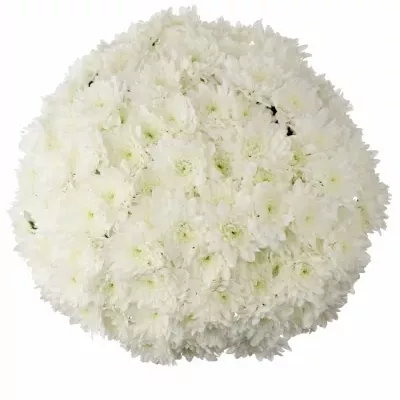 Kytica 21 bielych plnokvetých chryzantém