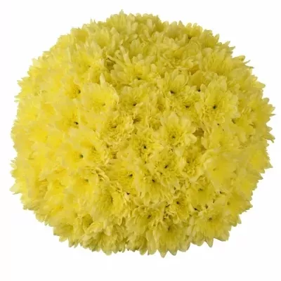 Míchaná kytice 21 žlutých chryzantém ETELA 60 cm