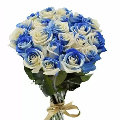 Kytice 21 duhových růží RAINBOW BLUEWHITE 50cm