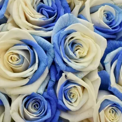 Kytice 21 duhových růží RAINBOW BLUEWHITE 50cm