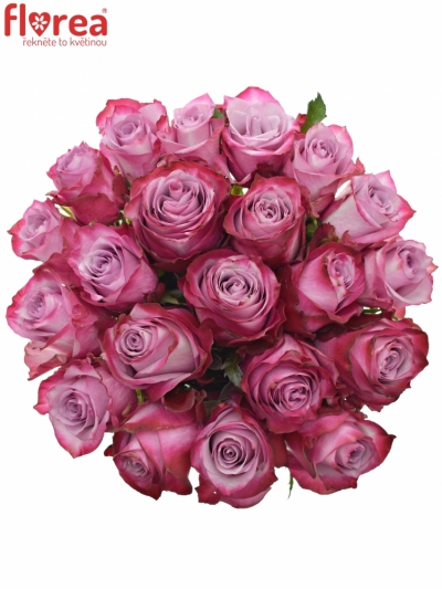 Kytice 21 fialových růží DEEP PURPLE 80cm