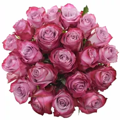 Jednodruhová kytice 21 fialových růží DEEP PURPLE 50 cm