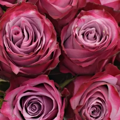 Kytice 21 fialových růží DEEP PURPLE 40cm