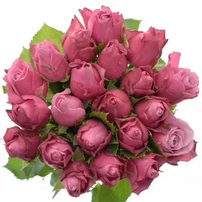 Kytice 21 fialových růží DEEP WATER 40cm
