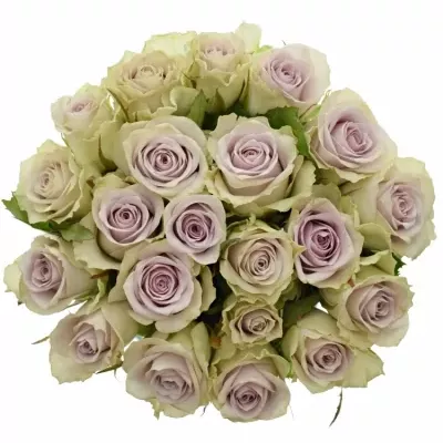 Kytice 21 fialových růží FIFTH AVENUE! 40cm