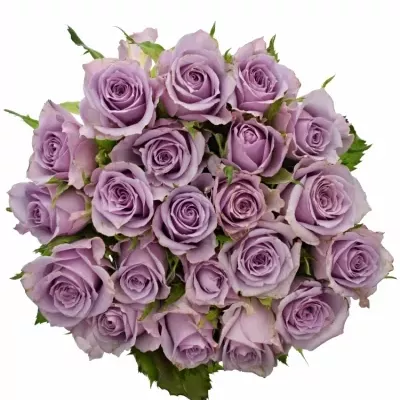 Kytice 21 fialových růží JAZZ 40cm