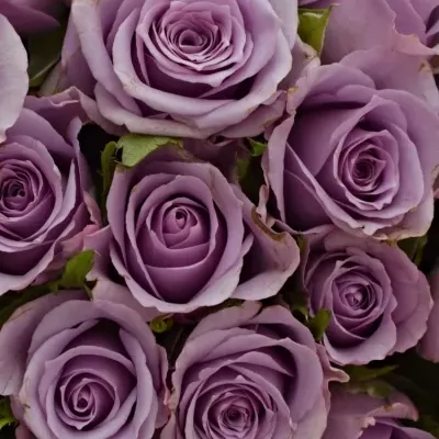 Kytice 21 fialových růží JAZZ 40cm