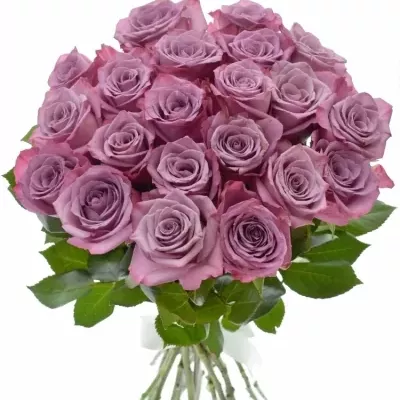 Kytice 21 fialových růží MARITIM