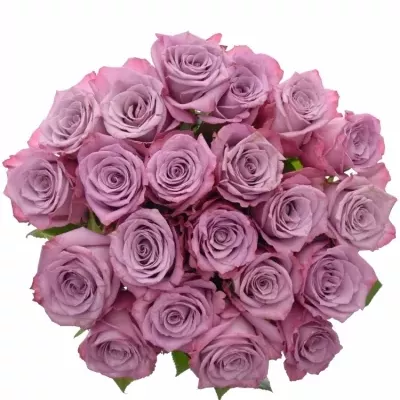 Kytice 21 fialových růží MARITIM 60cm