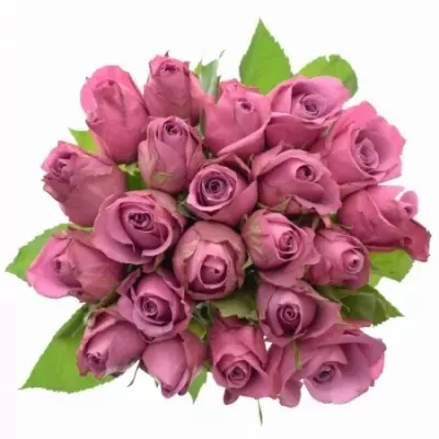Jednodruhová kytice 21 fialových růží NEW ORLEANS 50 cm