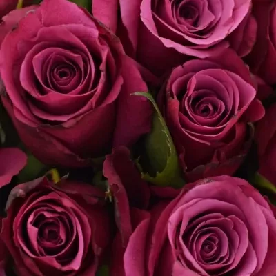 Kytice 21 fialových růží SHOGUN 40cm
