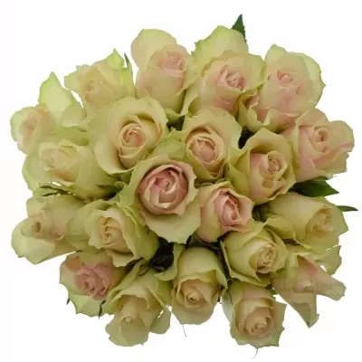Kytice 21 krémovozelených růží LA BELLE 50cm