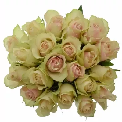Kytica 21 krémovozelených ruží LA BELLE 60cm