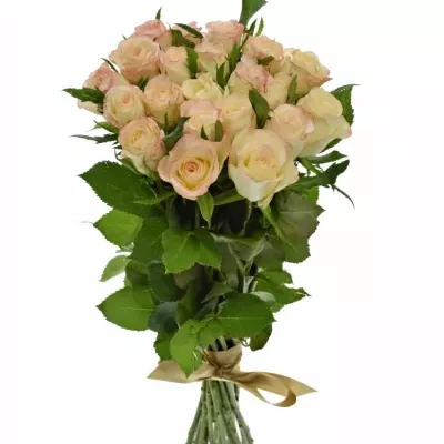 Kytice 21 krémových růží MARILYN 50cm