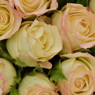 Kytice 21 krémových růží MARILYN 50cm