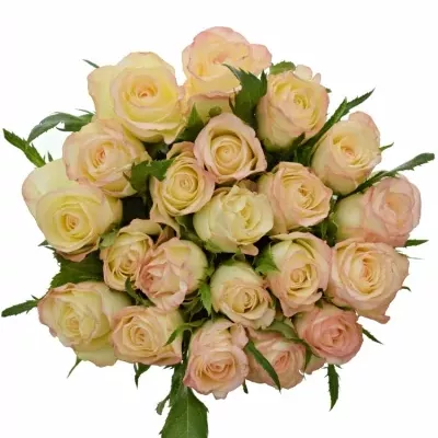 Kytice 21 krémových růží MARILYN 50cm