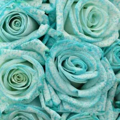 Kytice 21 ledově modrých růží ICE BLUE VENDELA